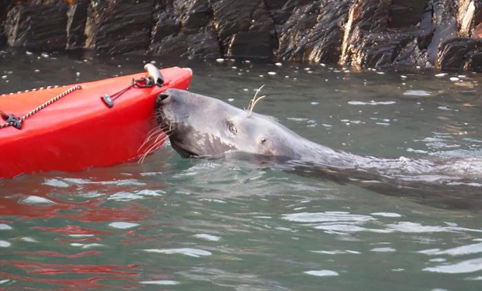 Sea Kayaking Seal